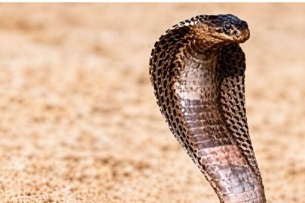 snake bite bansdih