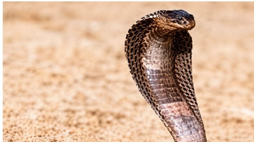 snake bite bansdih