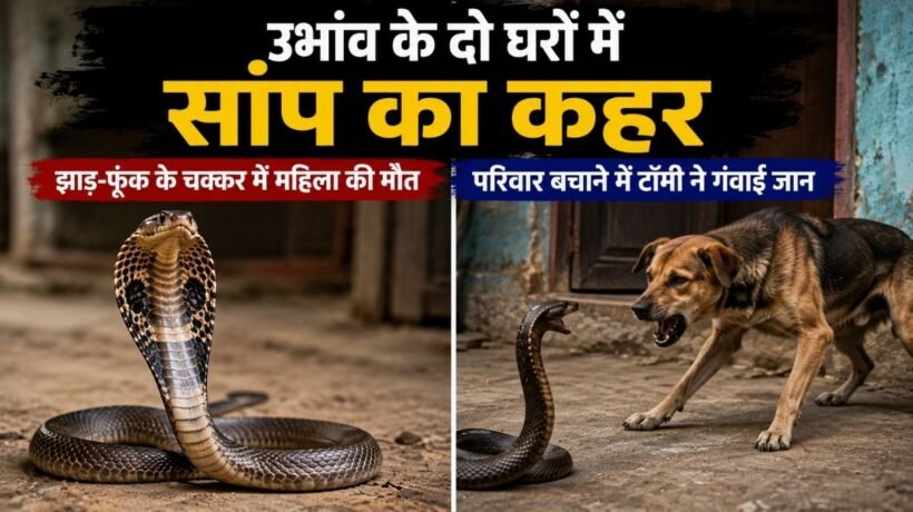 ubhaon snake bite tommy