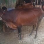Cow in Picup