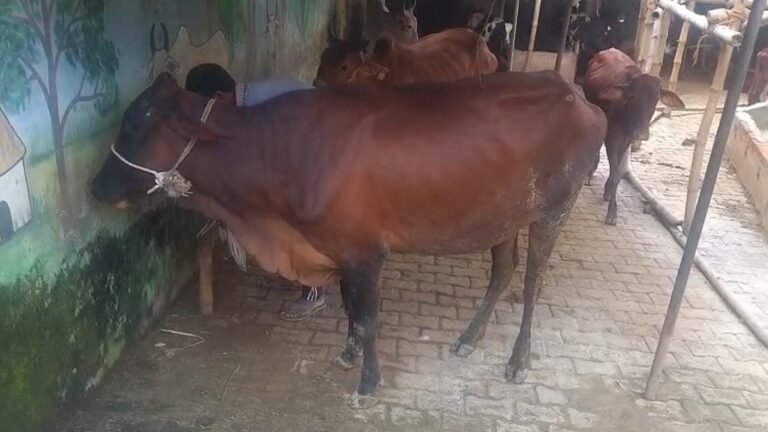 Cow in Picup