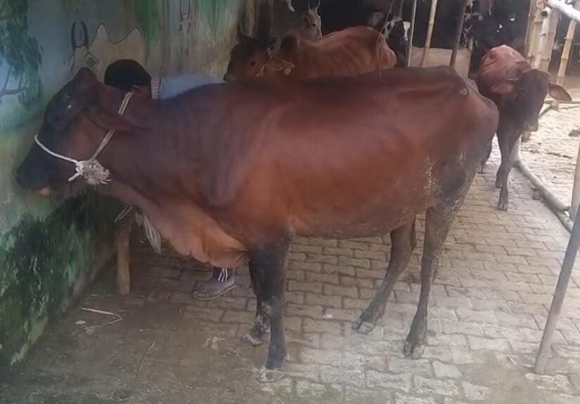 Cow in Picup