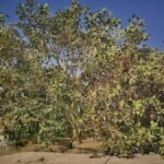 Koylabir baba Bargad tree