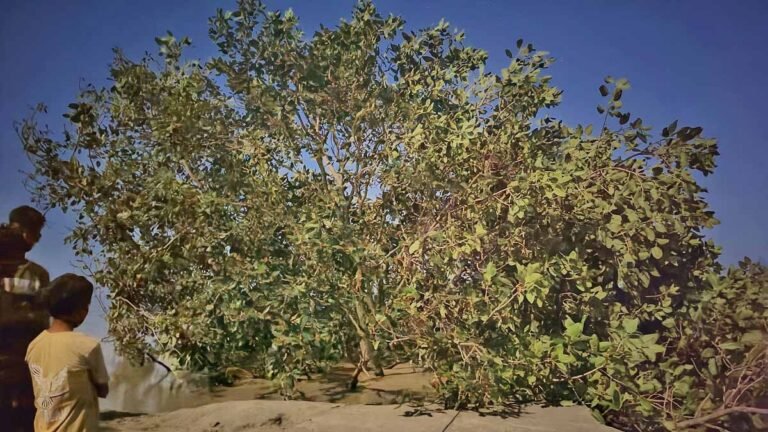 Koylabir baba Bargad tree