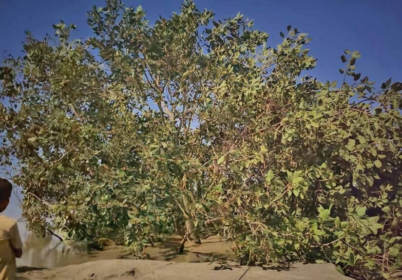 Koylabir baba Bargad tree